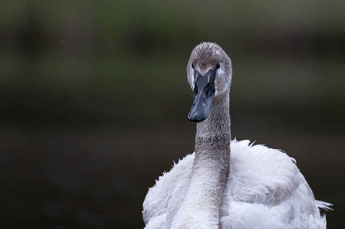 Trumpeter swan