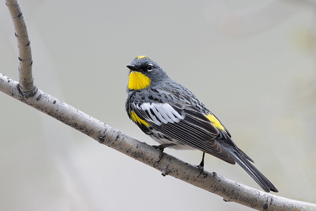 Yellow-rumped warbler perching on branch