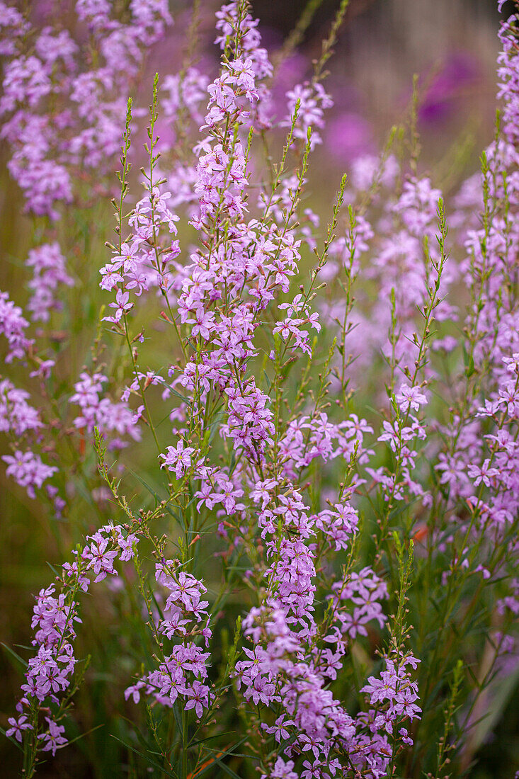 Lythrum virgatum - purple loosestrife