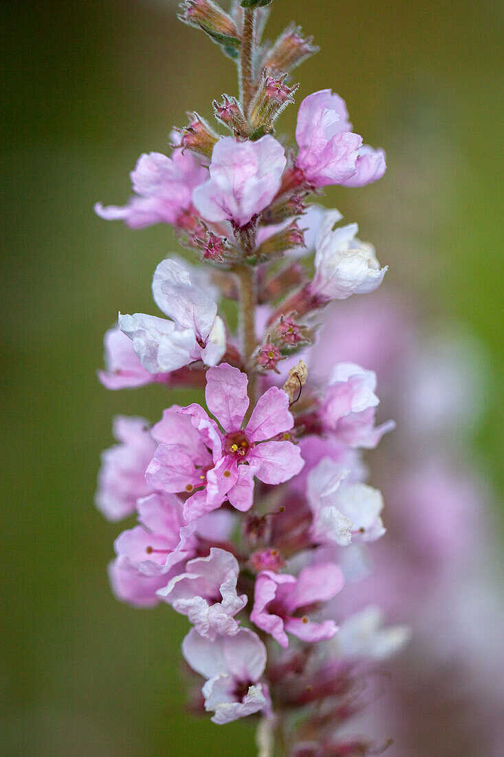 Lythrum salicaria Blush - Purple loosestrife