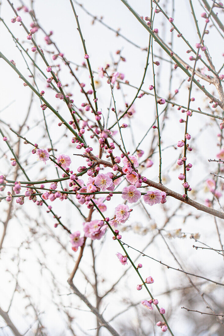 Prunus nume Omoi-no-mama – blühende japanische Zieraprikose