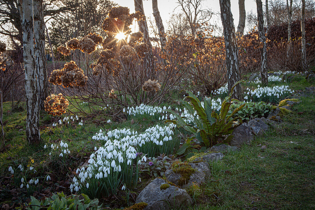 Galanthus nivalis (Schneeglöckchen) unter Bäumen