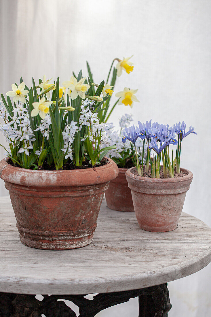 Blühende Frühlingsblumen in Terrakottatöpfen - Iris reticulata, Narzissen, Scilla mischtschenkoana