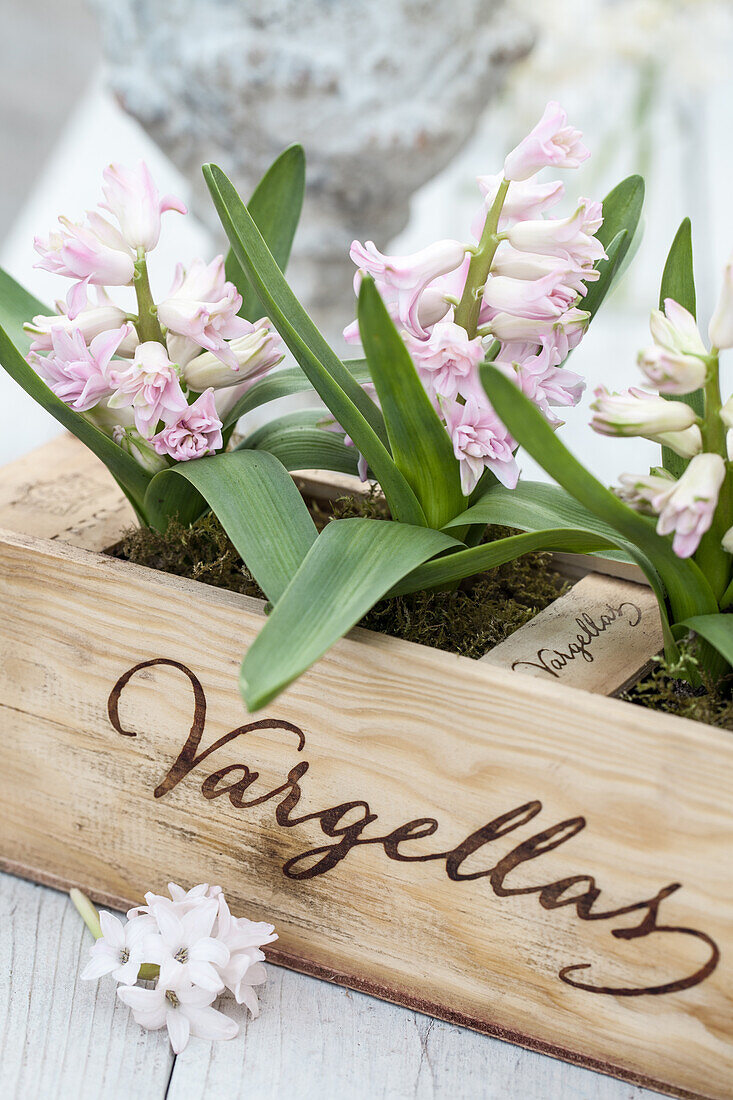 Still life with pink double hyacinths, planted in a wooden box