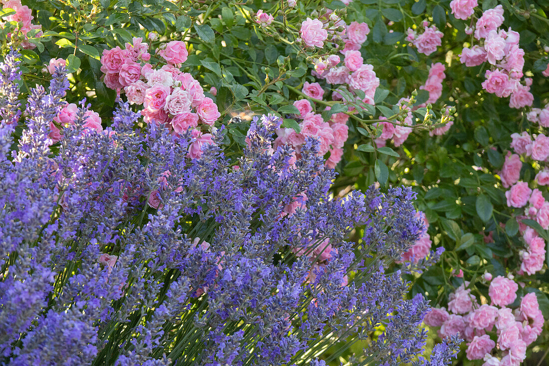 Rose 'The Fairy' with lavender