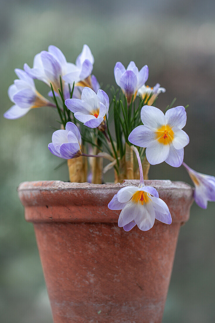 Crocus biflorus 'Blue Pearl' – kleiner Garten-Krokus