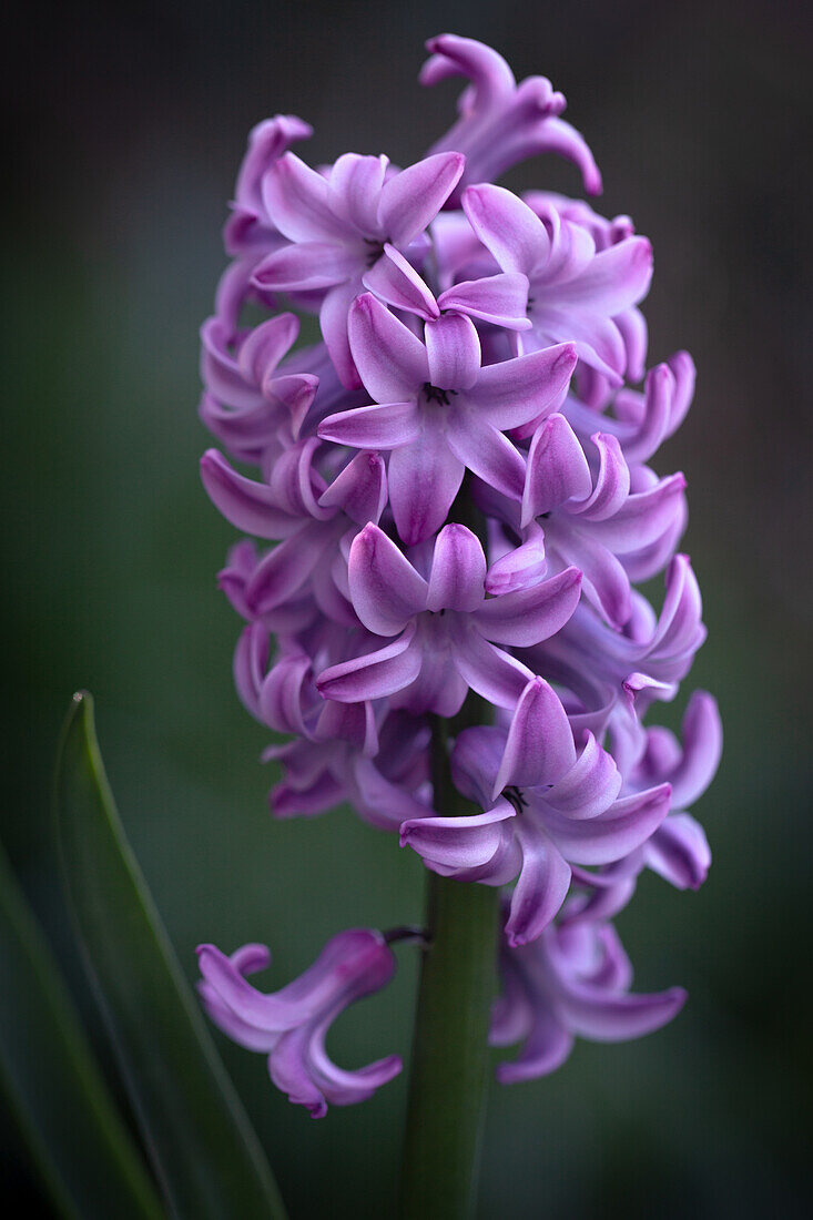 Hyacinthus orientalis 'Splendid Cornelia'