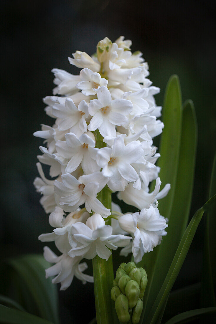 Hyacinthus orientalis 'Aiolos'