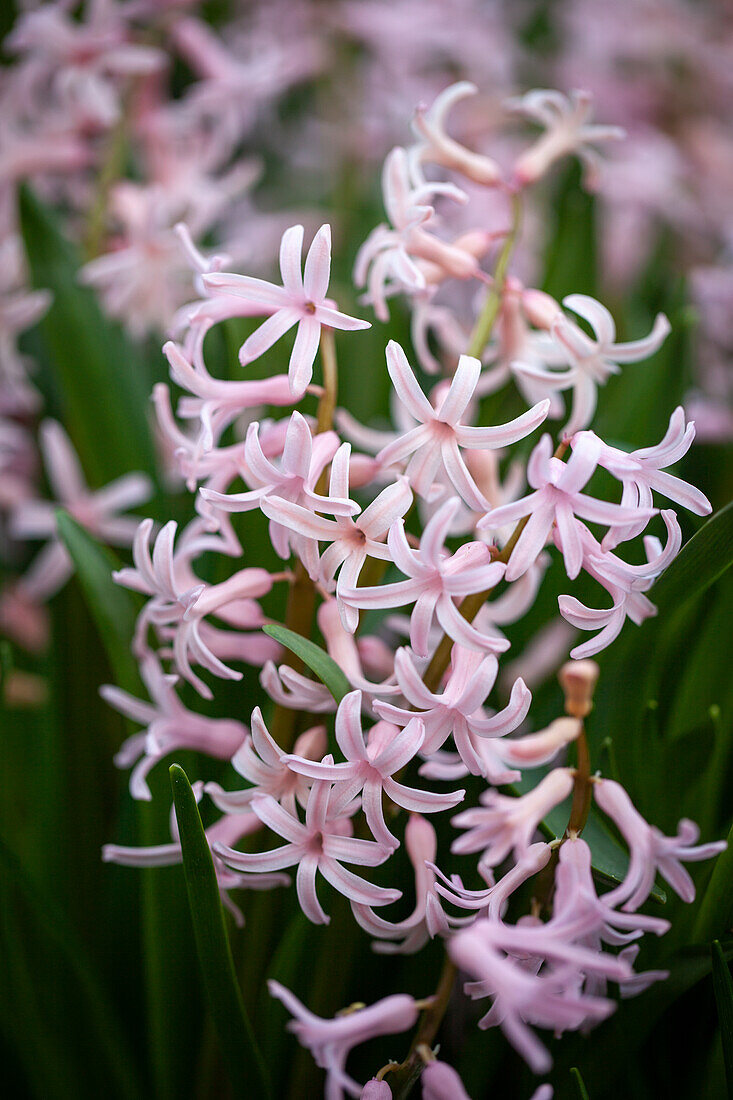 Hyacinthus orientalis 'Rosa Festival'