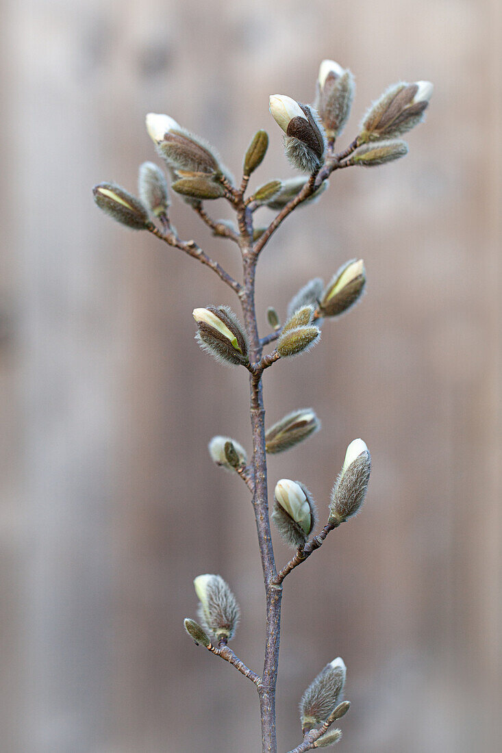 Magnolia stellata - Star magnolia, buds