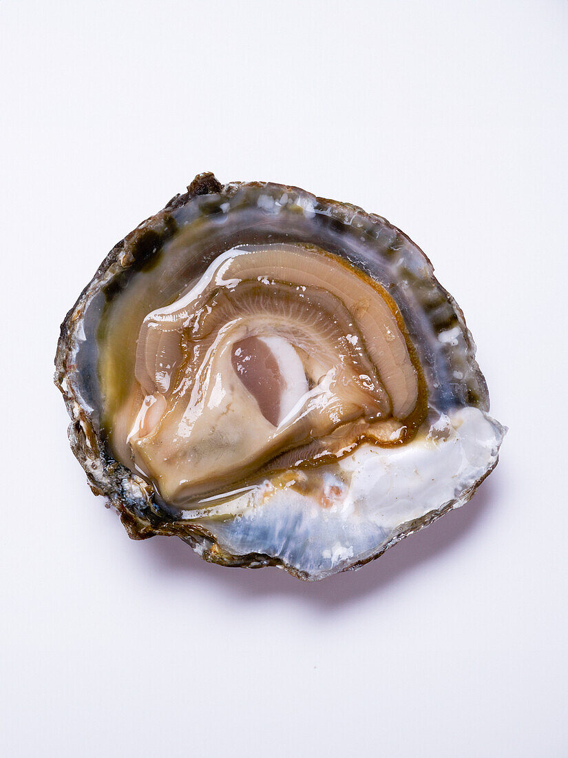 Opened Belon oyster