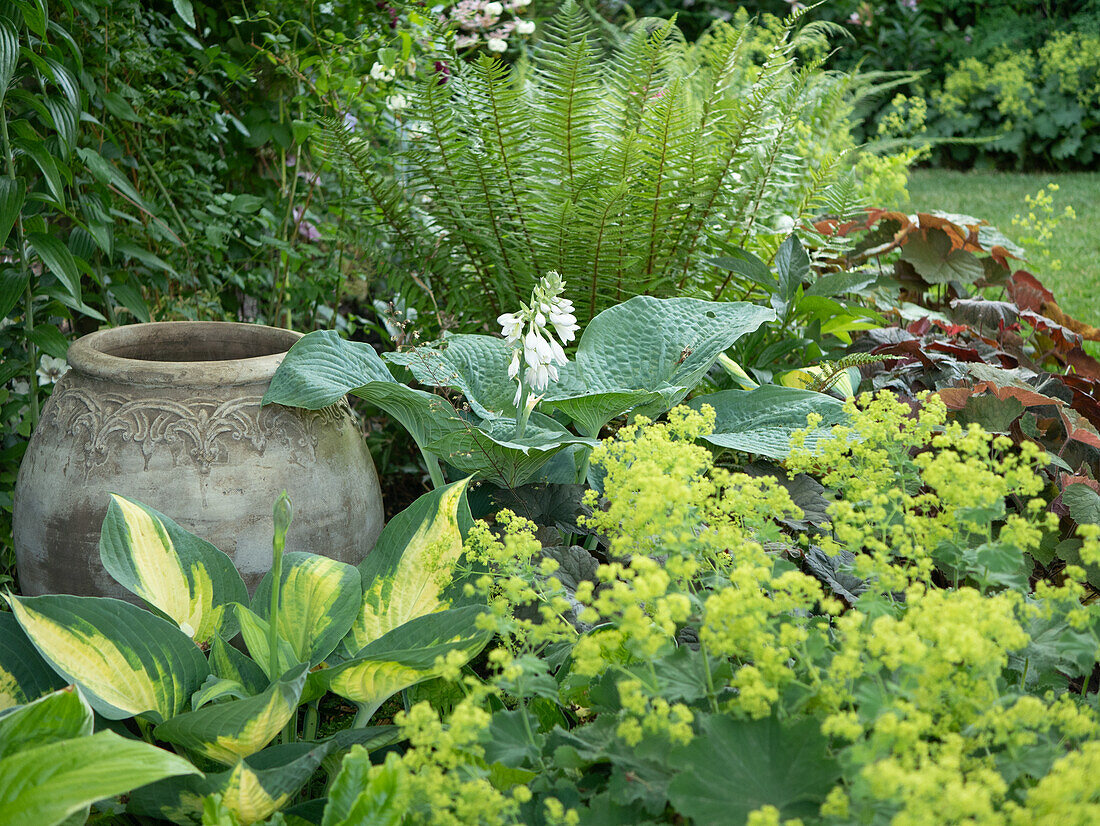 Shade bed with hosta, heuchera, fern and lady's mantle