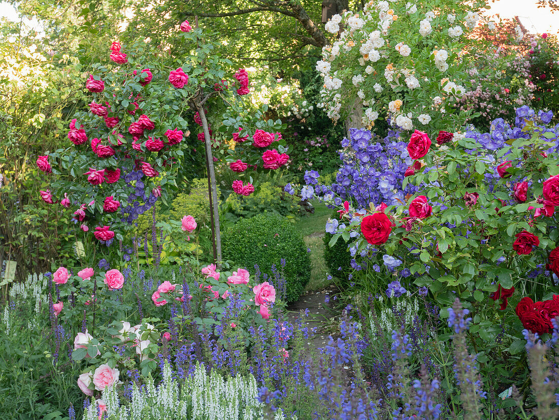 Romantic cottage-style bed with roses and perennials