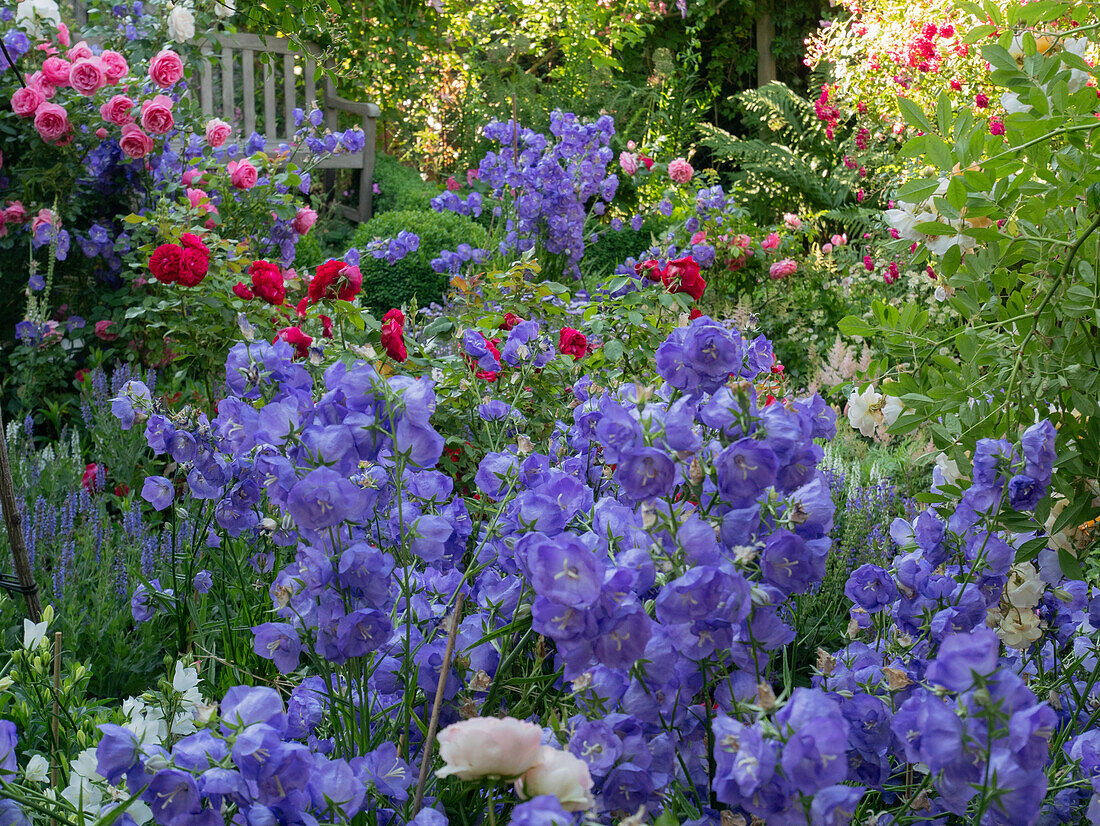 Blue bellflowers in a garden bed