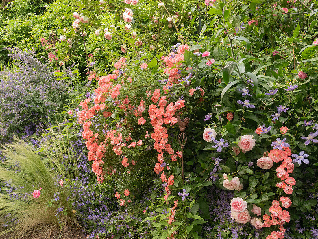 Rose 'Ferdy' und 'Kurfürstin Sophie'