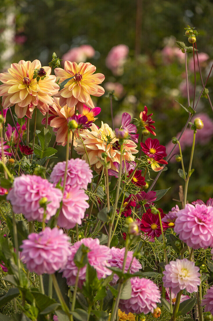 Garden bed with dahlias and cosmeas