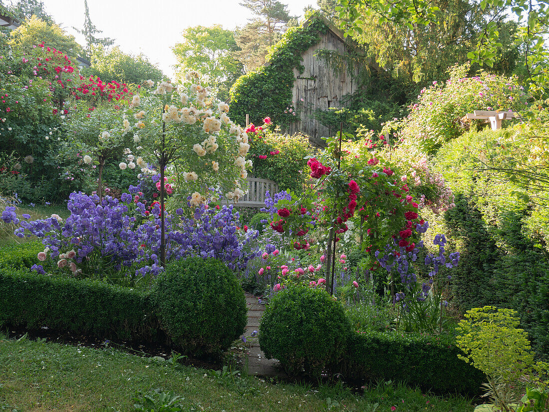 Romantic garden with roses and perennials surrounded by a box hedge, wooden shed
