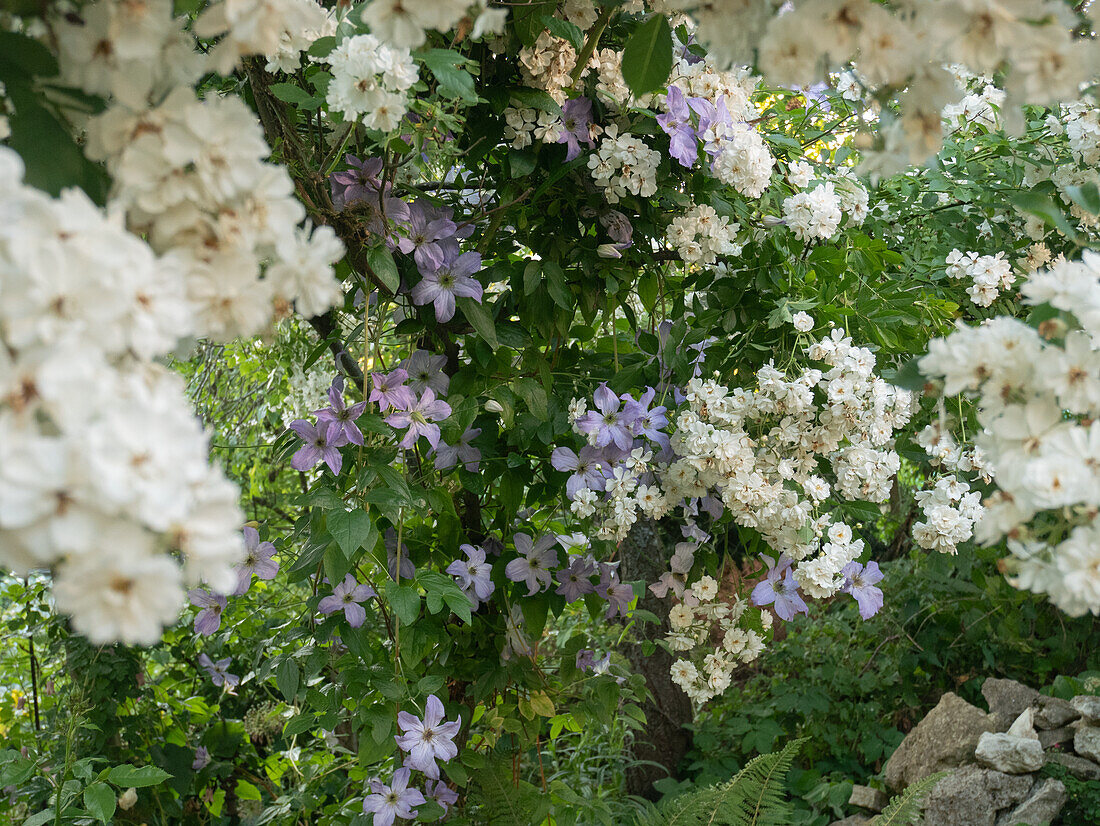 Kombination von weißer Rose und hellblauer Clematis 'Sea Breeze'