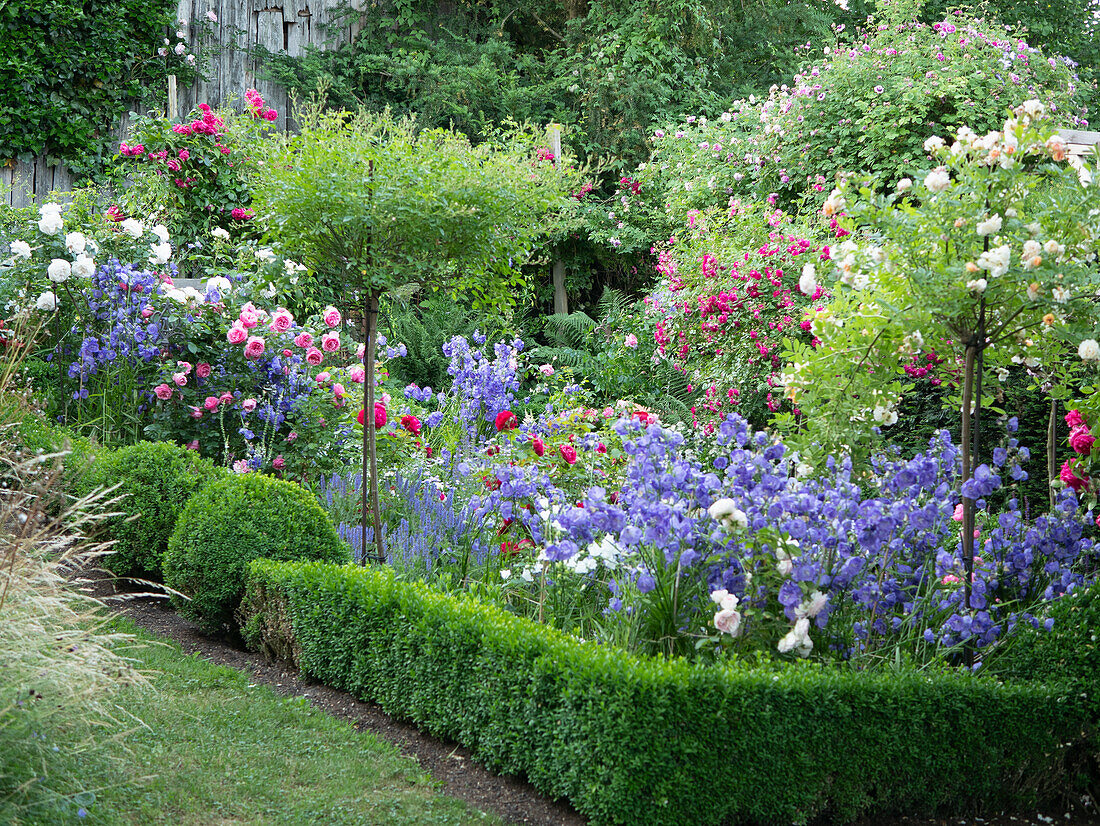 Flowering bed with roses and perennials framed by a low box hedge