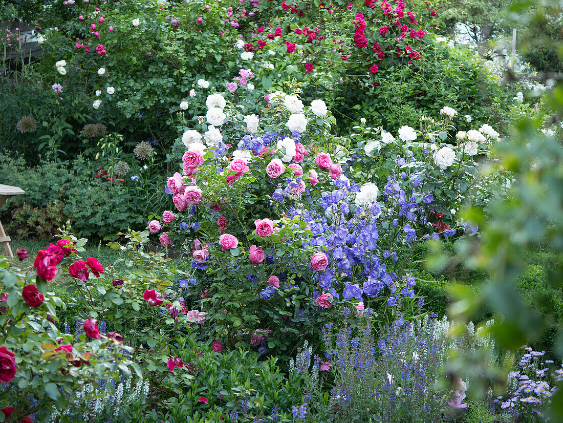 Romantisches Beet im Cottagestyle mit Rosen und Stauden