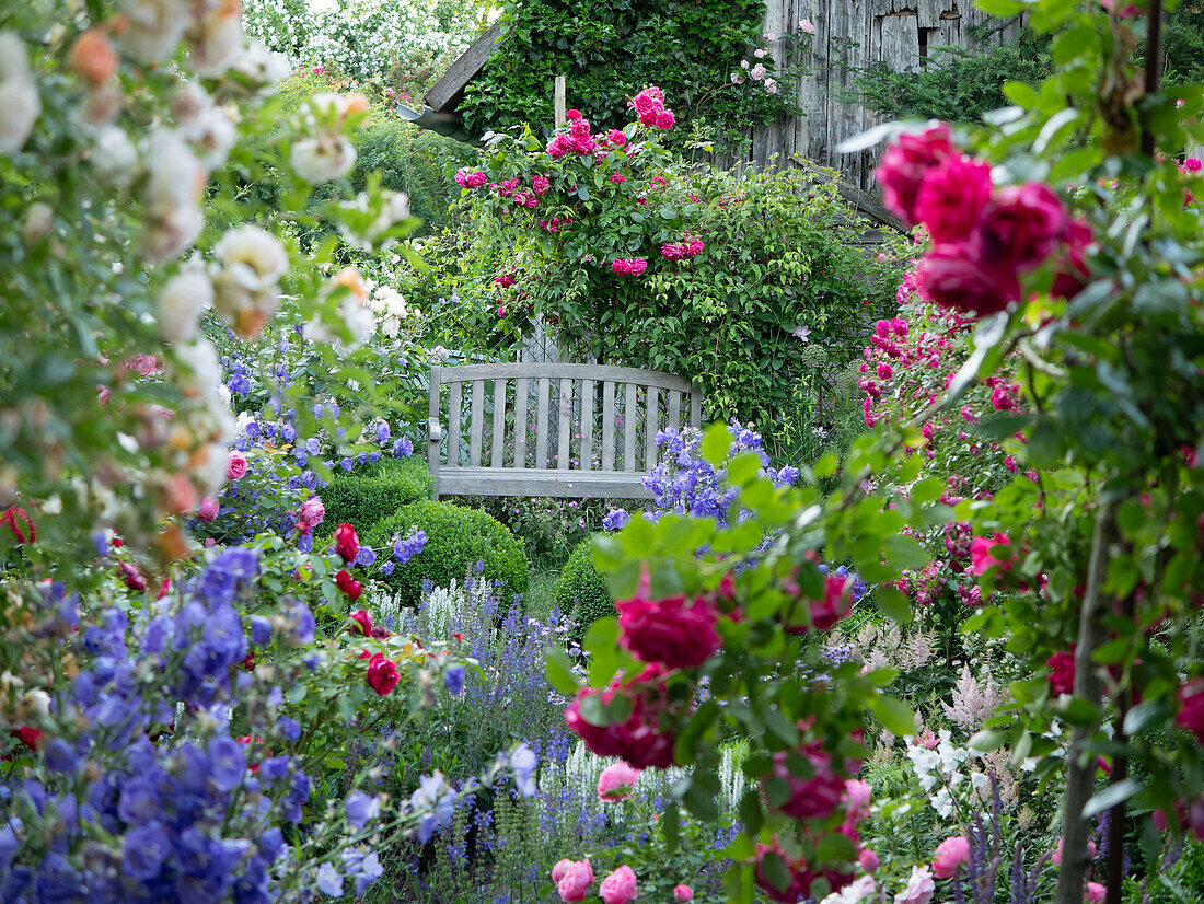 Flowering bed with roses and perennials in front of a wooden bench