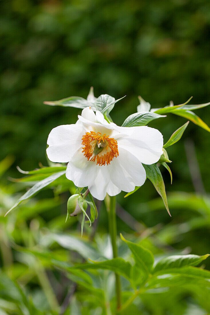 Paeonia emodi