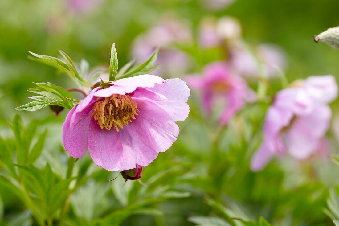 Paeonia veitchii var. woodwardii