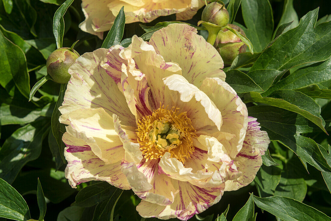 Paeonia Lollipop