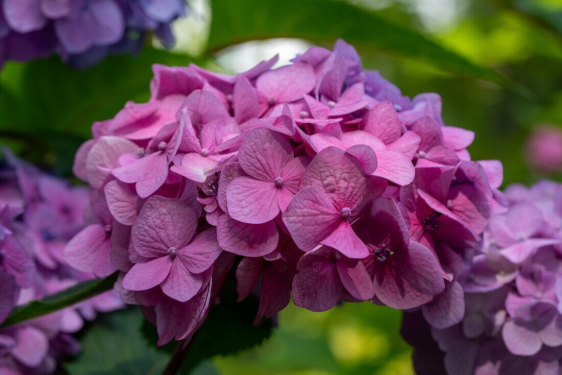 Pink hydrangea surrounded by purple flowers
