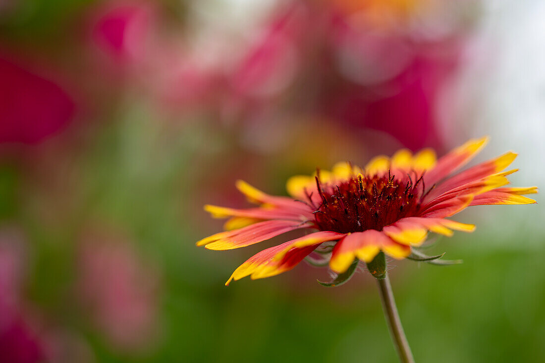 Gaillardia, cockade flower against a blurred background