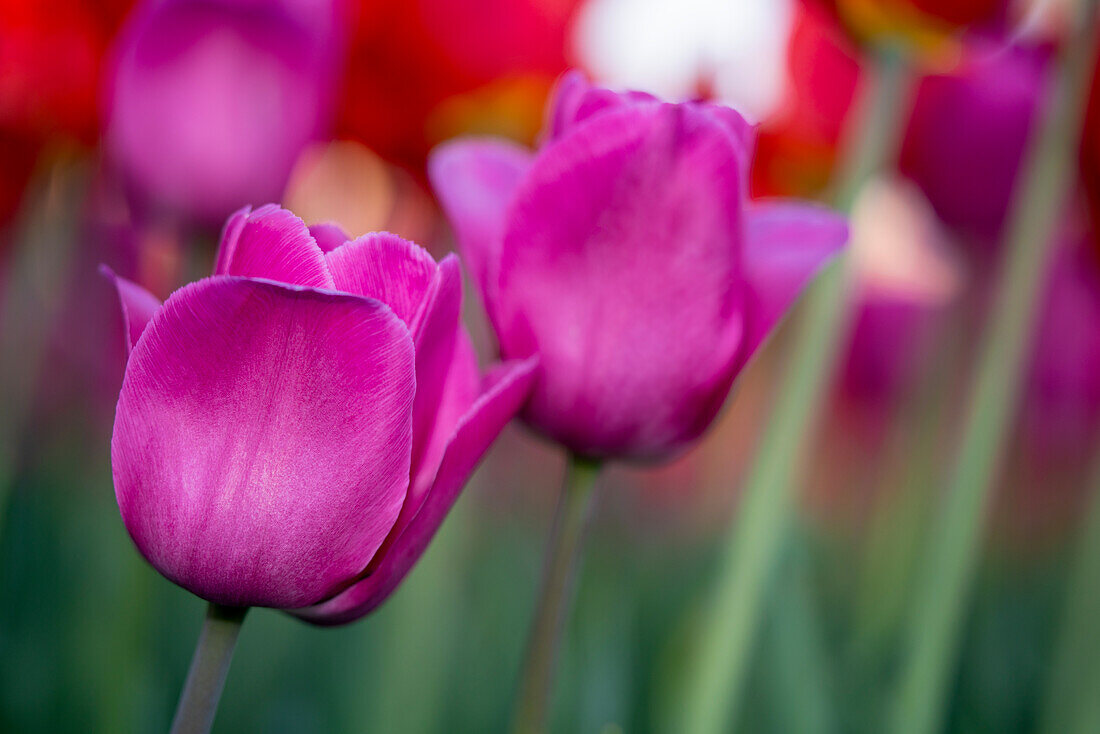 Two pink tulips in front of a blurred background