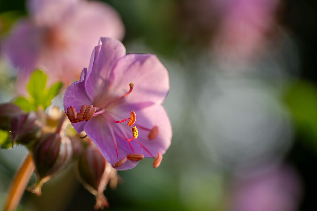 Bigroot or Cranes Bill, a pink geranium against a blurred background