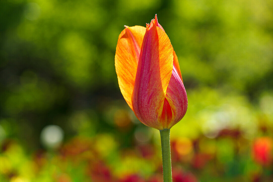 Orange colored tulip in front of blurred background