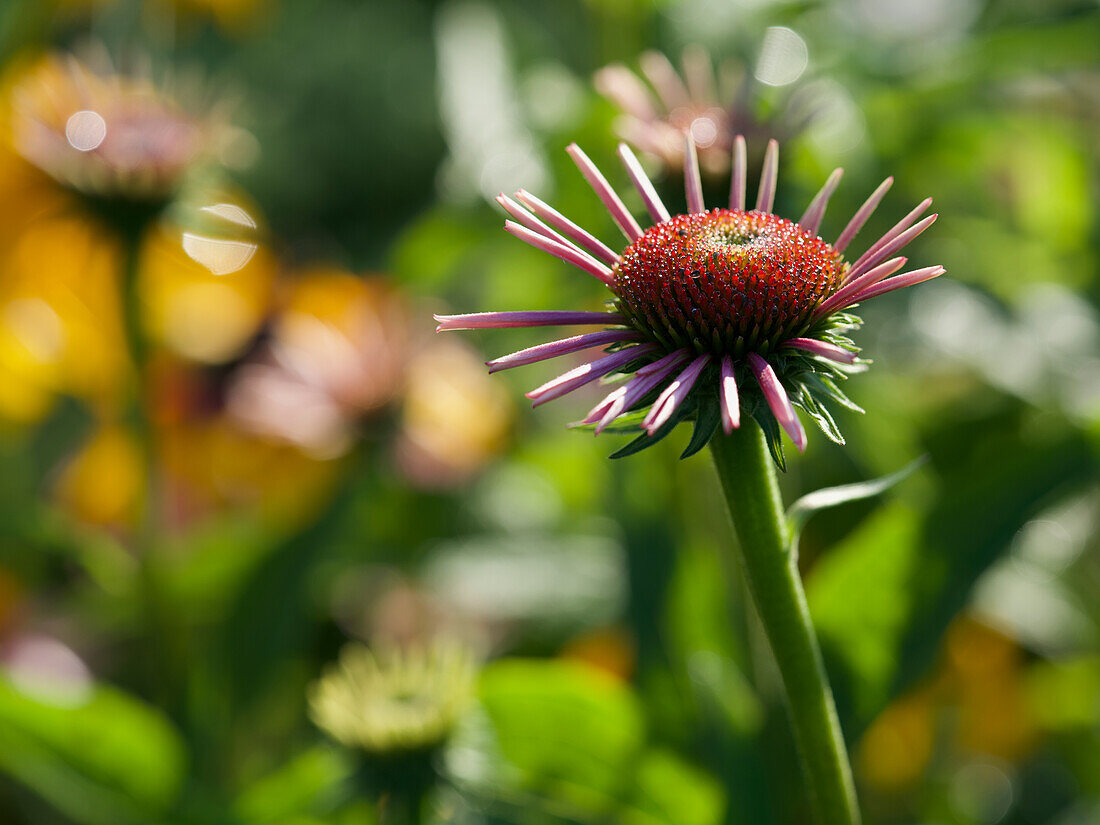 Echinacea purpurea (purple coneflower, hedgehog coneflower) covered with morning dew