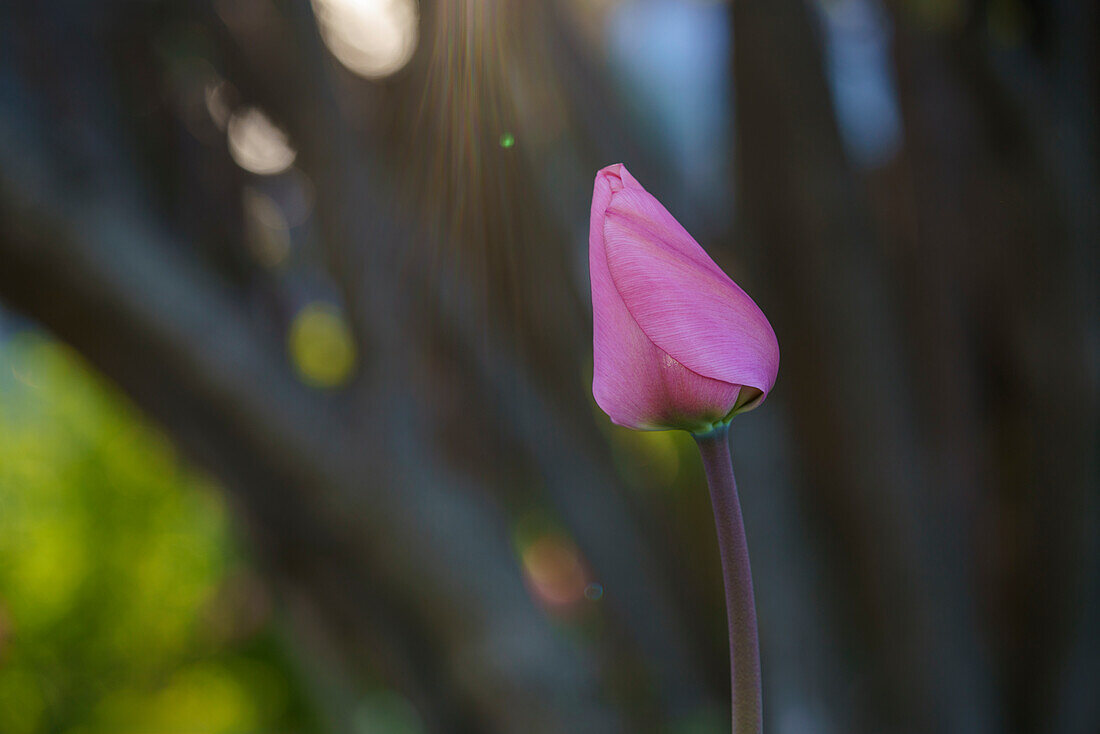 Single pink tulip bud in front of blurred background