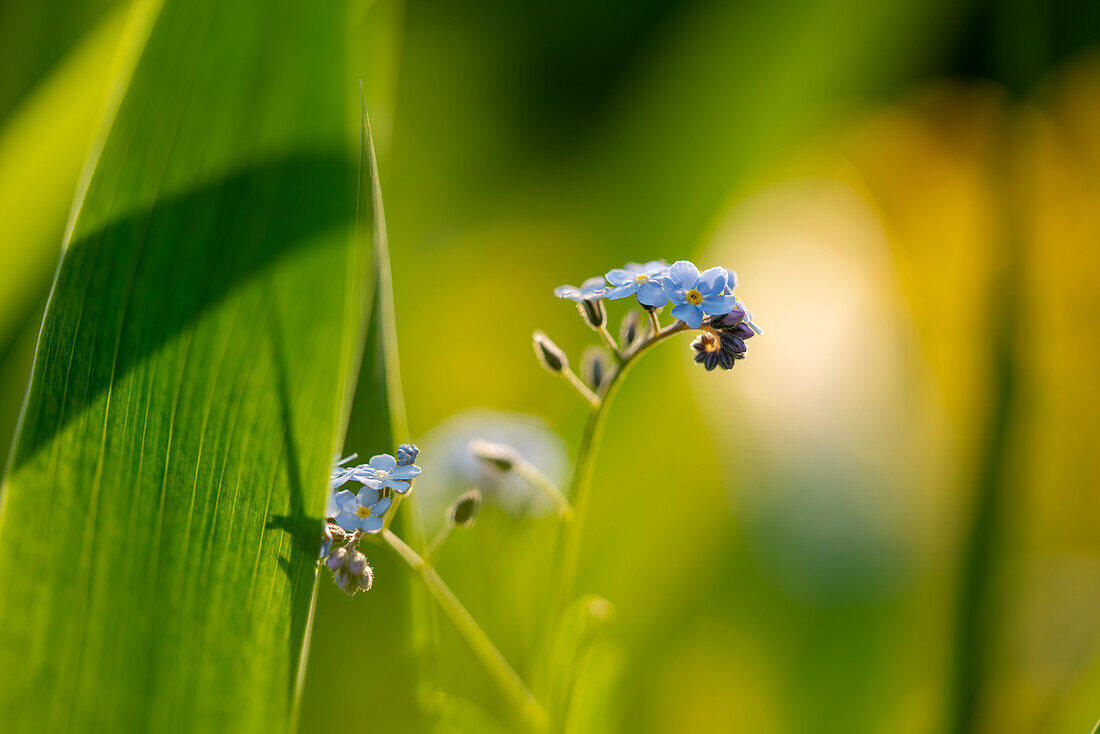 Forget-me-nots on a sunny day against a blurred background
