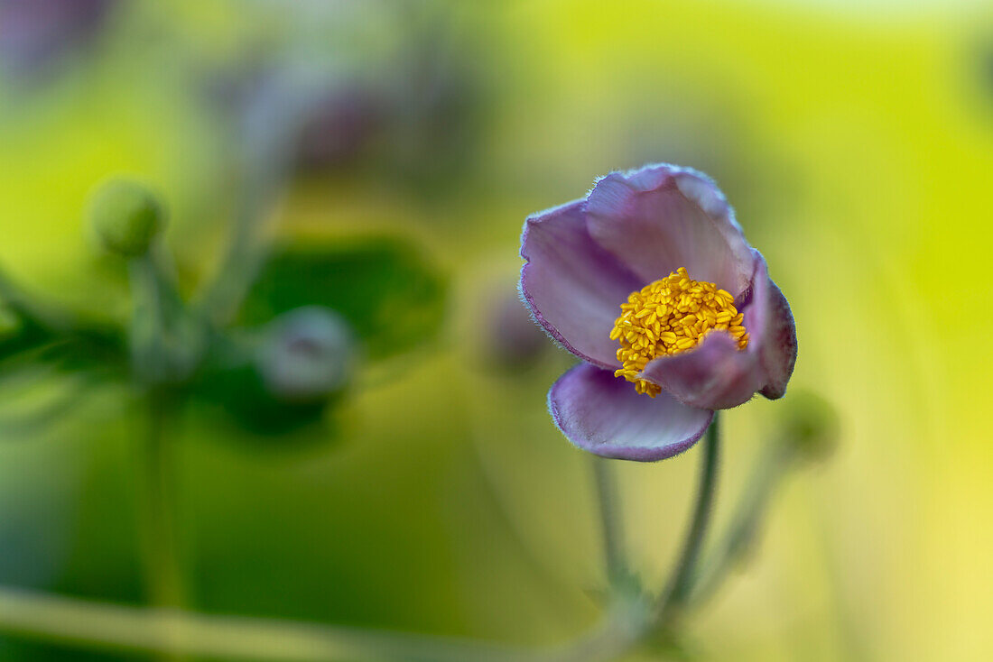 Budding pink Japanese anemone