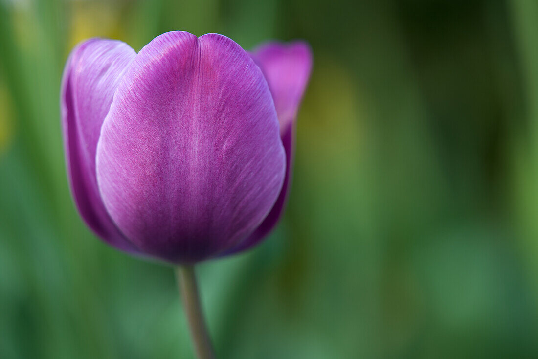 Nahaufnahme einer lila Tulpe, verschwommener grüner Hintergrund.