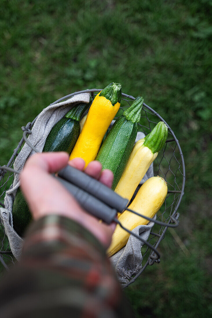 Frau hält Drahtkorb mit verschiedenen Zucchinisorten