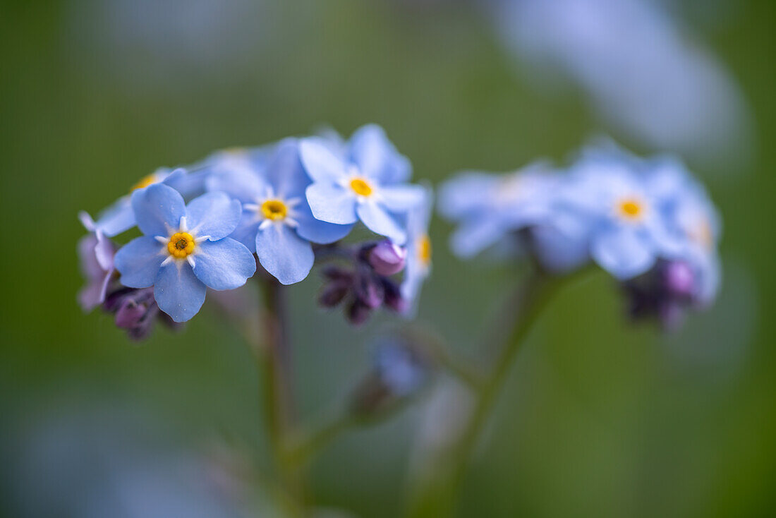 Nahaufnahme von Vergissmeinnicht-Blüten vor verschwommenem Hintergrund