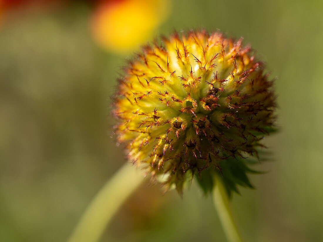 Spherical seed head of a firewheel flower (Indian blanket flower, Sundance, Gaillardia pulchella)