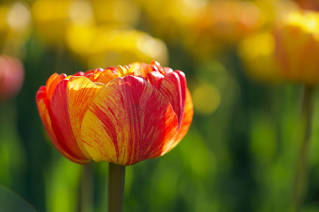 Red-yellow tulip in a field of tulips