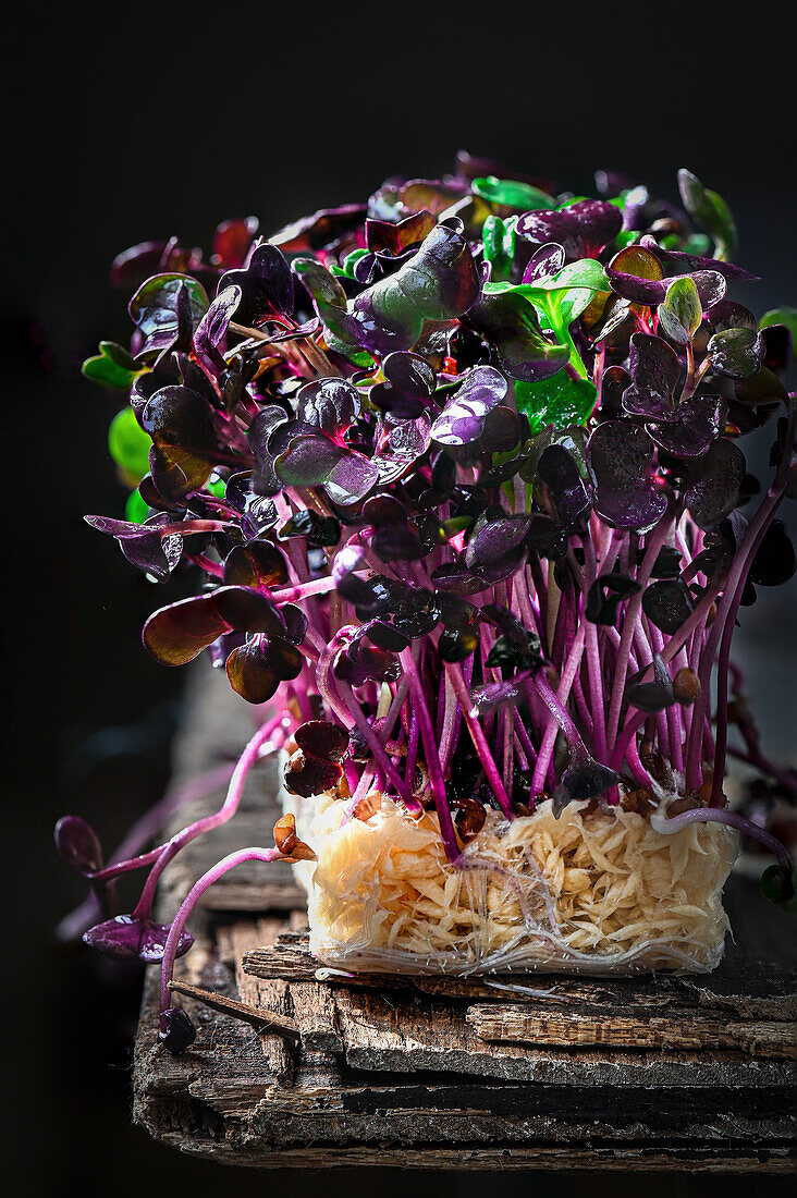 Close-up of radish sprouts