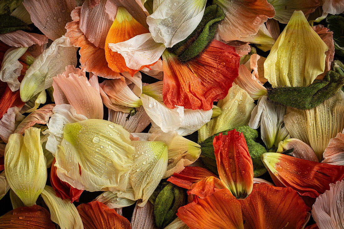 Petals of the Iceland poppy (Papaver nudicaule) in white, yellow, pink, orange