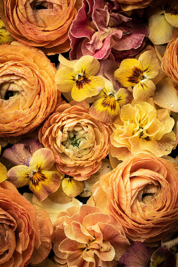 Flatlay mit orangefarbenen Blumen - Stiefmütterchen (Viola cornuta), Asiatischer Hahnenfuß (Ranunculus asiaticus)