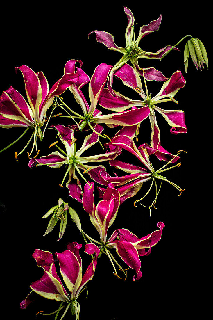 Blossoms of the crown of glory (Gloriosa superba)