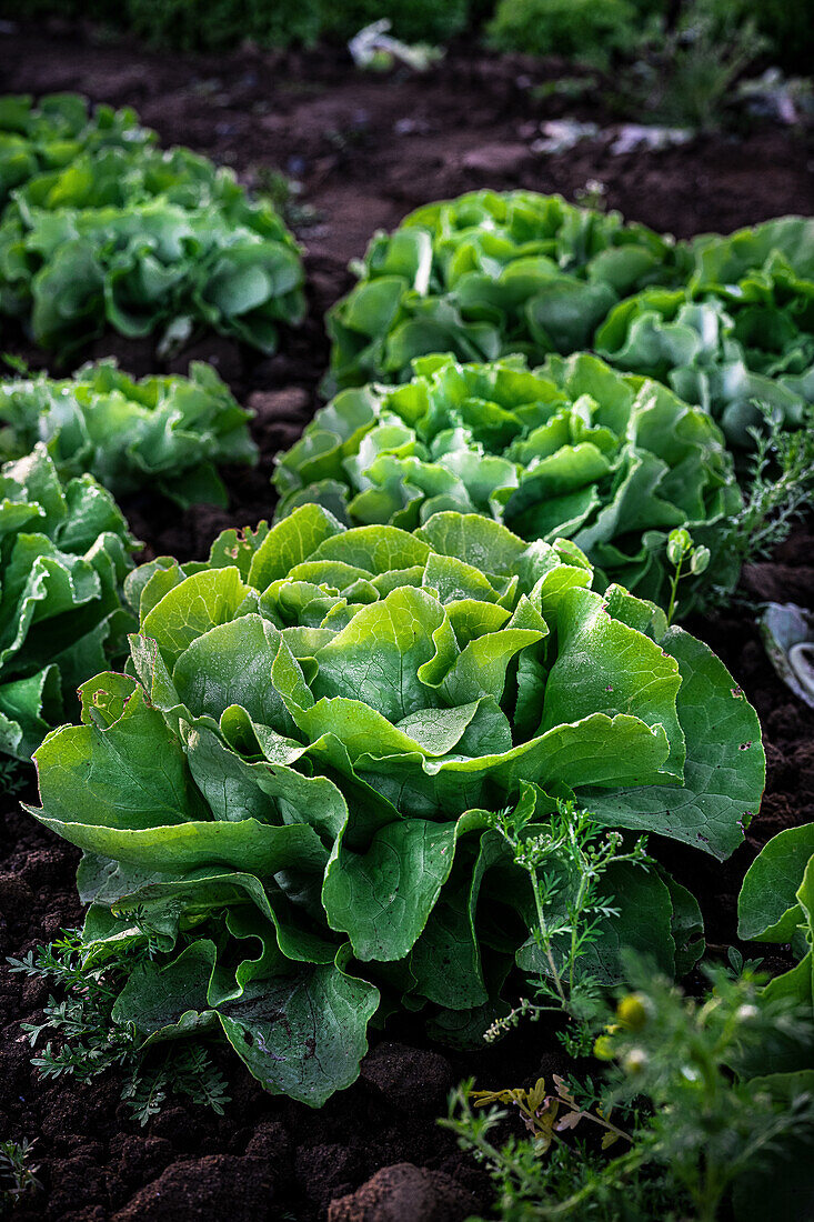 Frischer Kopfsalat auf dem Feld