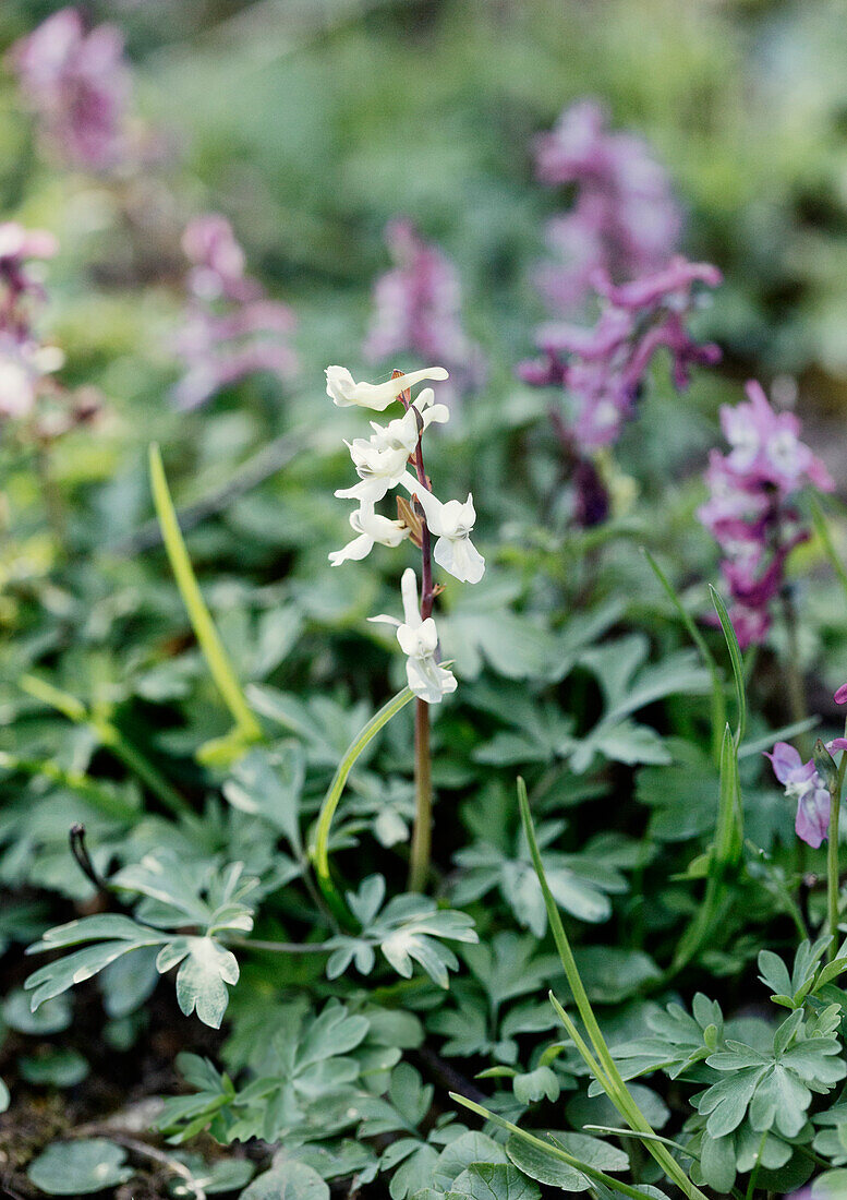 Hohler Lerchensporn (Corydalis cava) mit zarten weißen Blüten im Frühlingsgarten