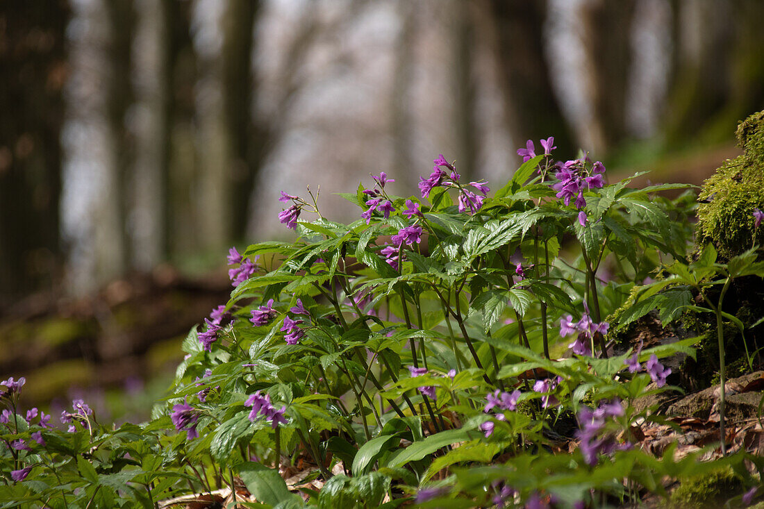 Fingerblättrige Zahnwurz (Cardamine pentaphyllos) am Waldboden, Finger-Zahnwurz