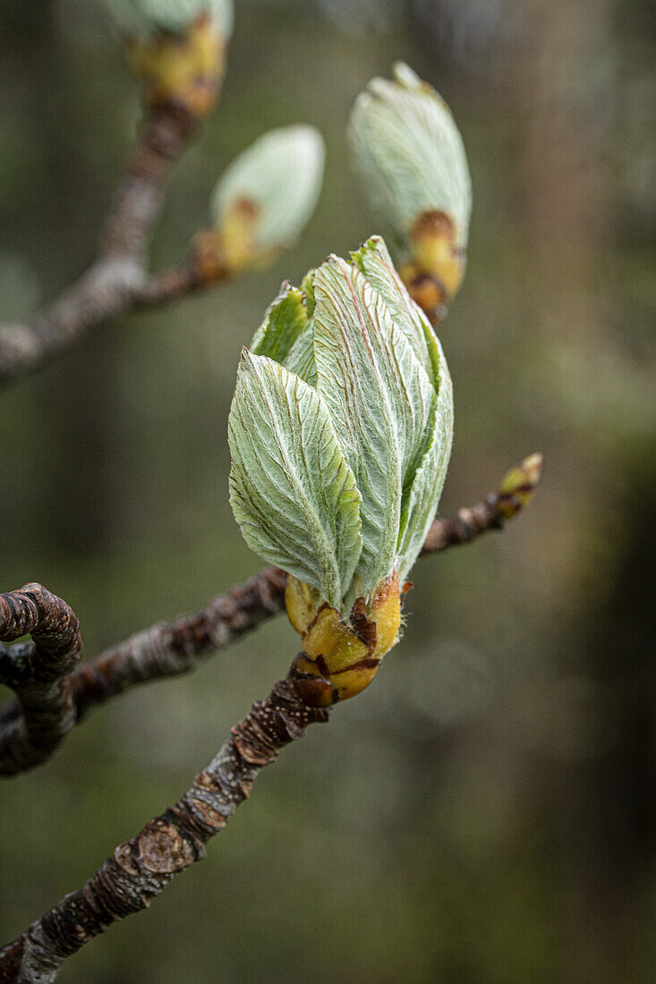Mehlbeere (Sorbus aria) im Austrieb